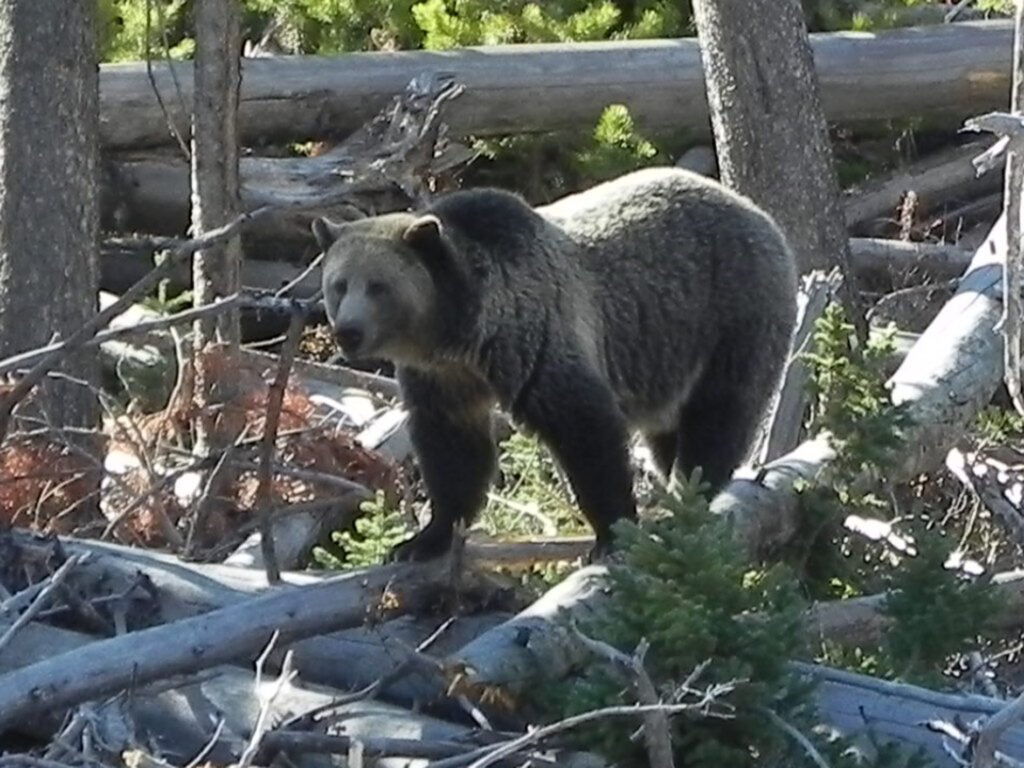 grizzly bear walking through forest habitat in Yellowstone