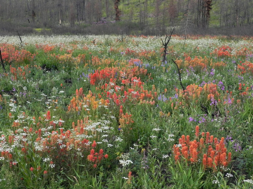 wildflowers blooming across alpine meadow in Yellowstone region