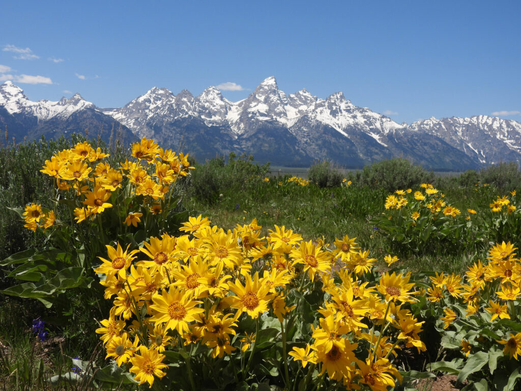 yellow wildflowers blooming with Grand Teton mountains in background