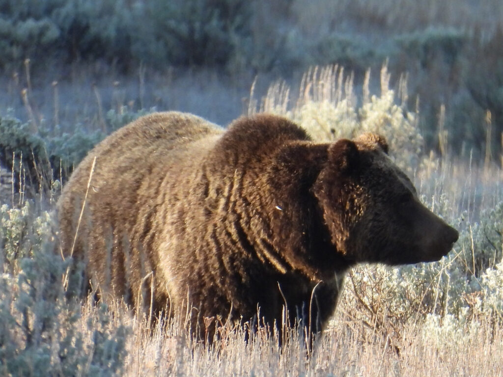 grizzly bear walking through open meadow in Yellowstone