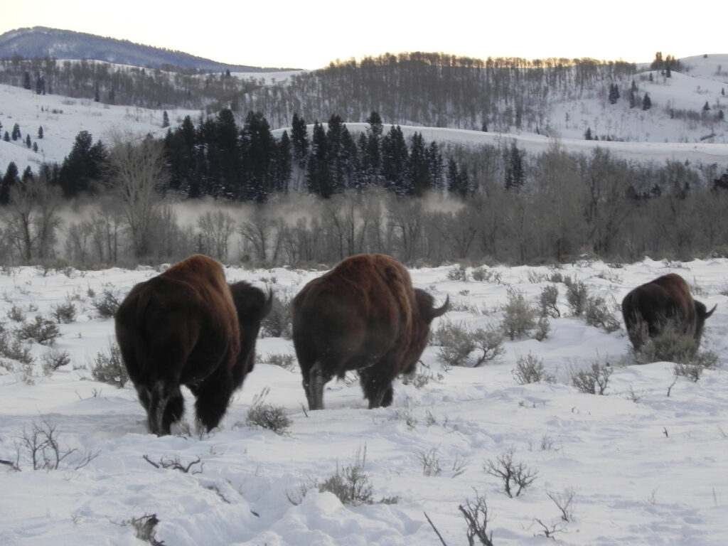 bison walking across snowy Yellowstone valley in winter