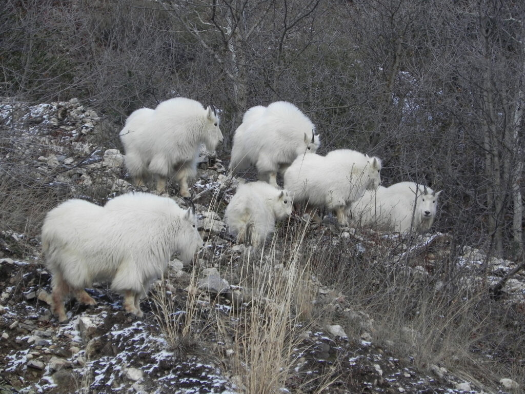 bighorn sheep grazing among snow covered sagebrush