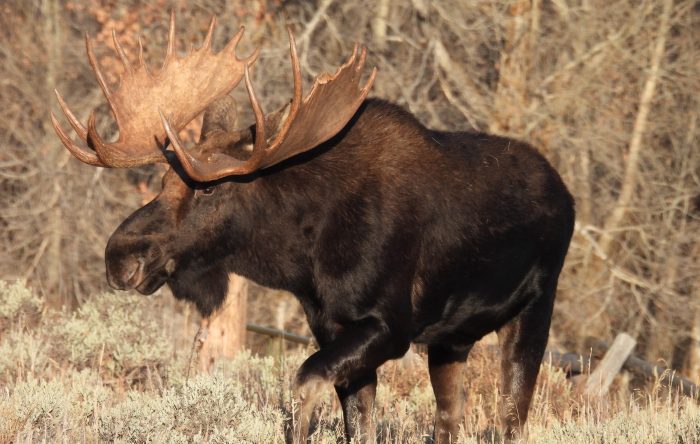 moose standing in grassy Yellowstone valley habitat