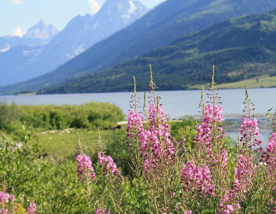 wildflowers blooming