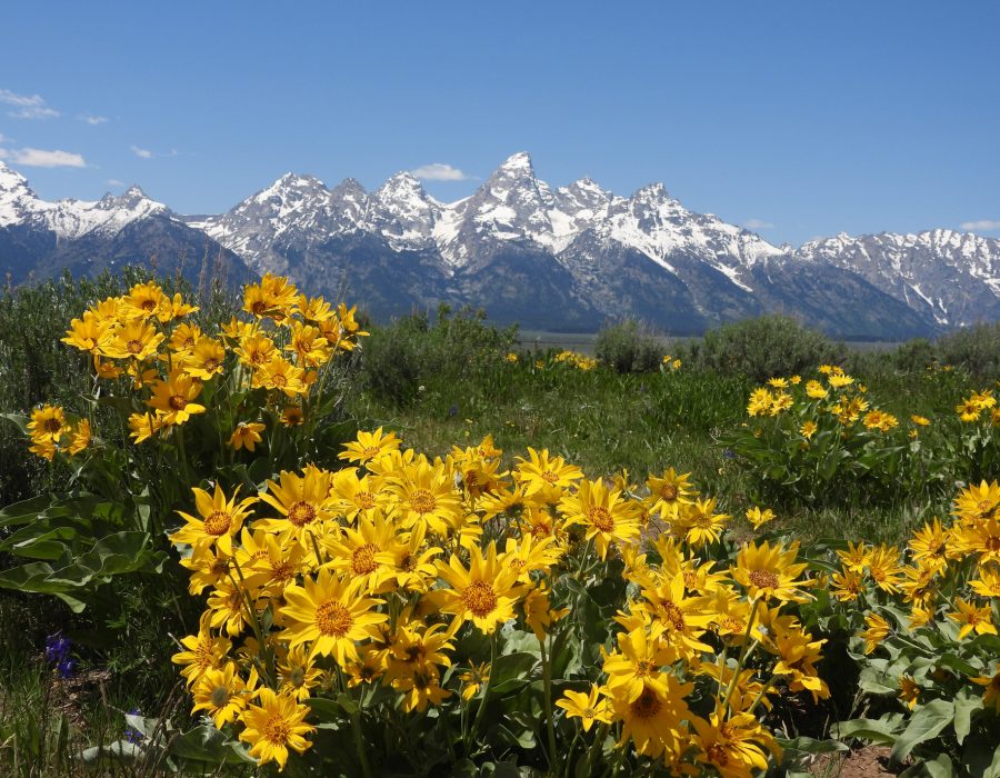 yellow wildflowers blooming with Grand Teton mountains in background